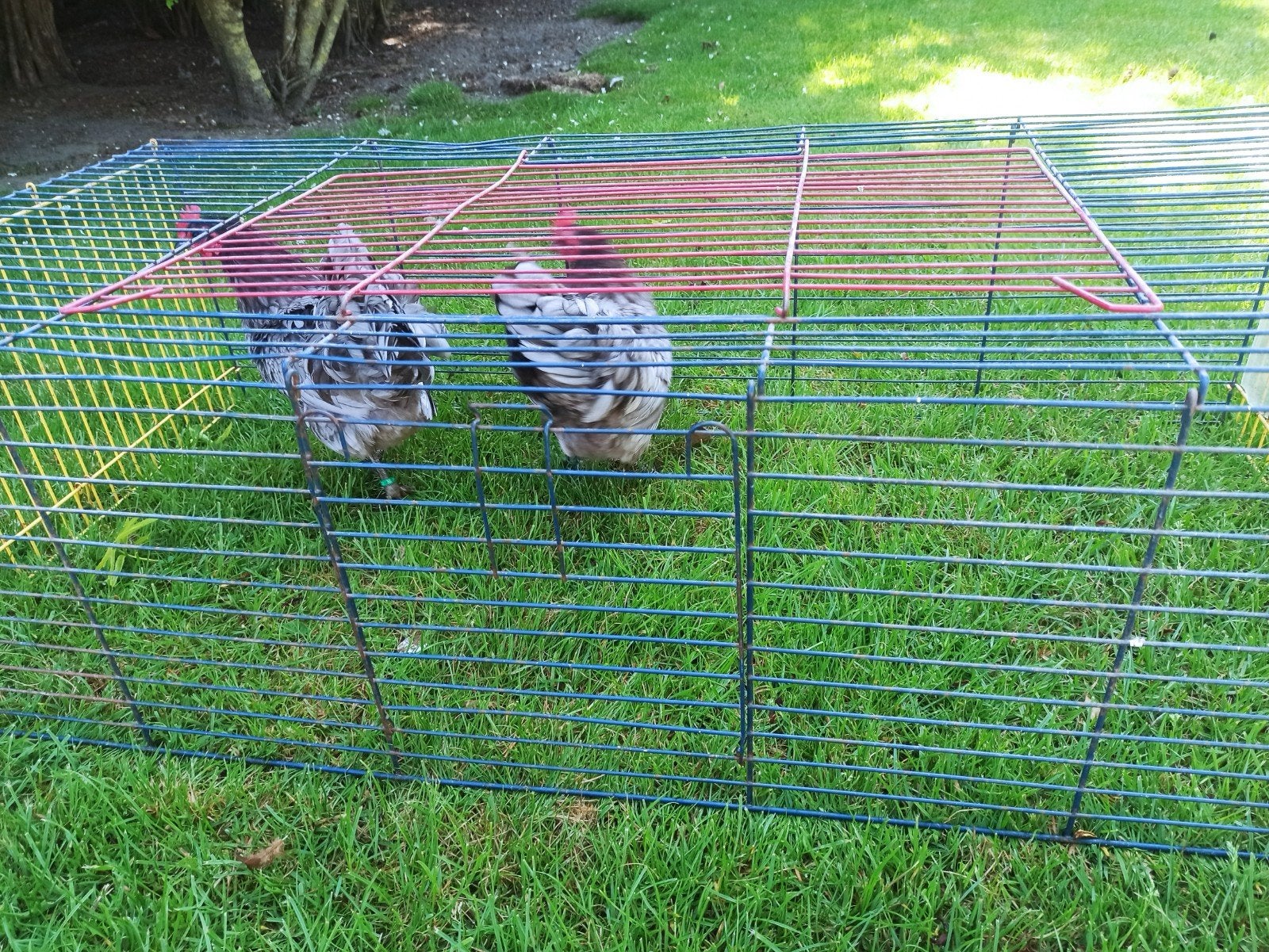 Australorp kriel hennen blauw 2025, Dieren en Toebehoren, Pluimvee