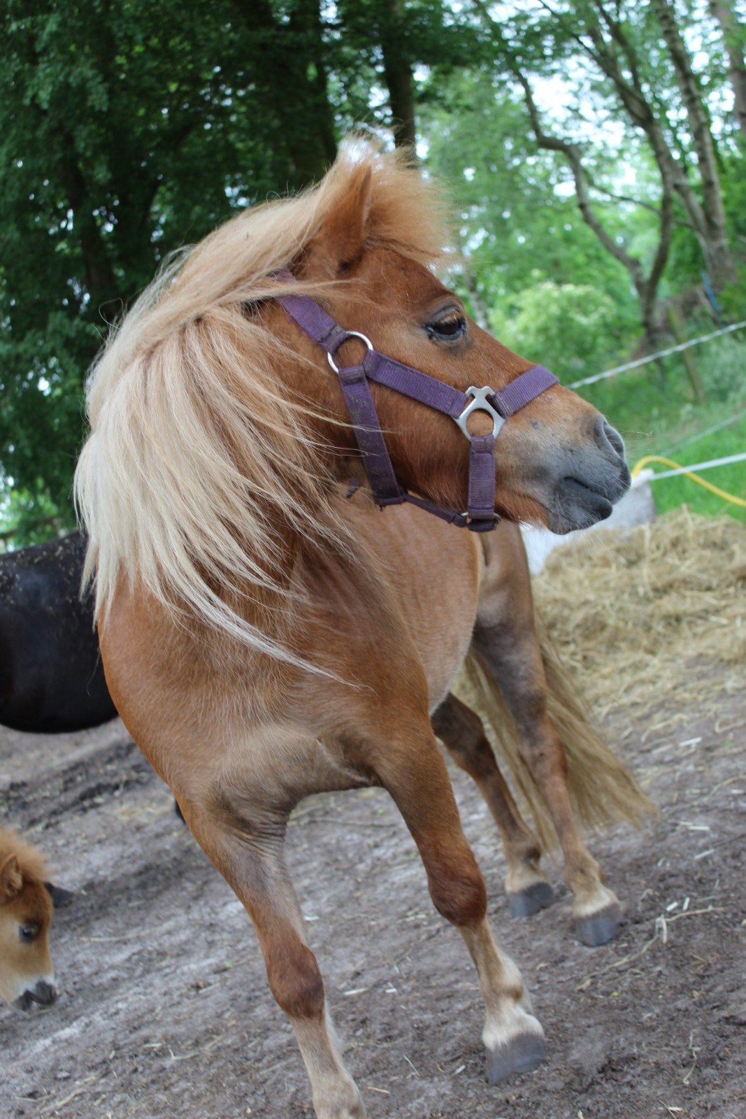 Shetlander merrie, Merrie