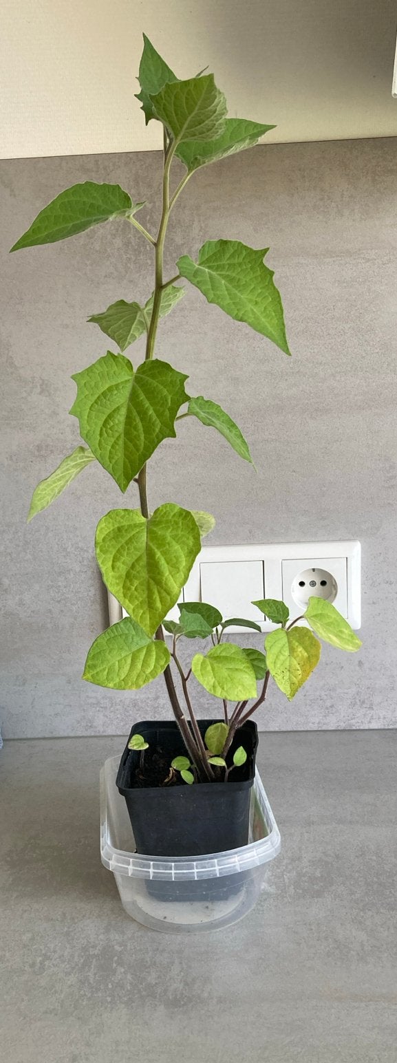 Ananaskers plant - Physalis Peruviana, Tuin en Terras, Ophalen, Minder dan 100 cm, Overige soorten, Volle zon