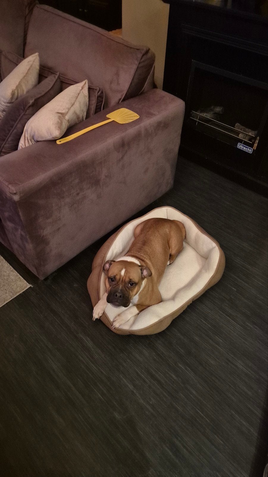 Wij zoeken een nieuw huisje voor Bellen, Dieren en Toebehoren, Honden | Niet-rashonden, 6 jaar of ouder, Teef, Eén hond, Nederland