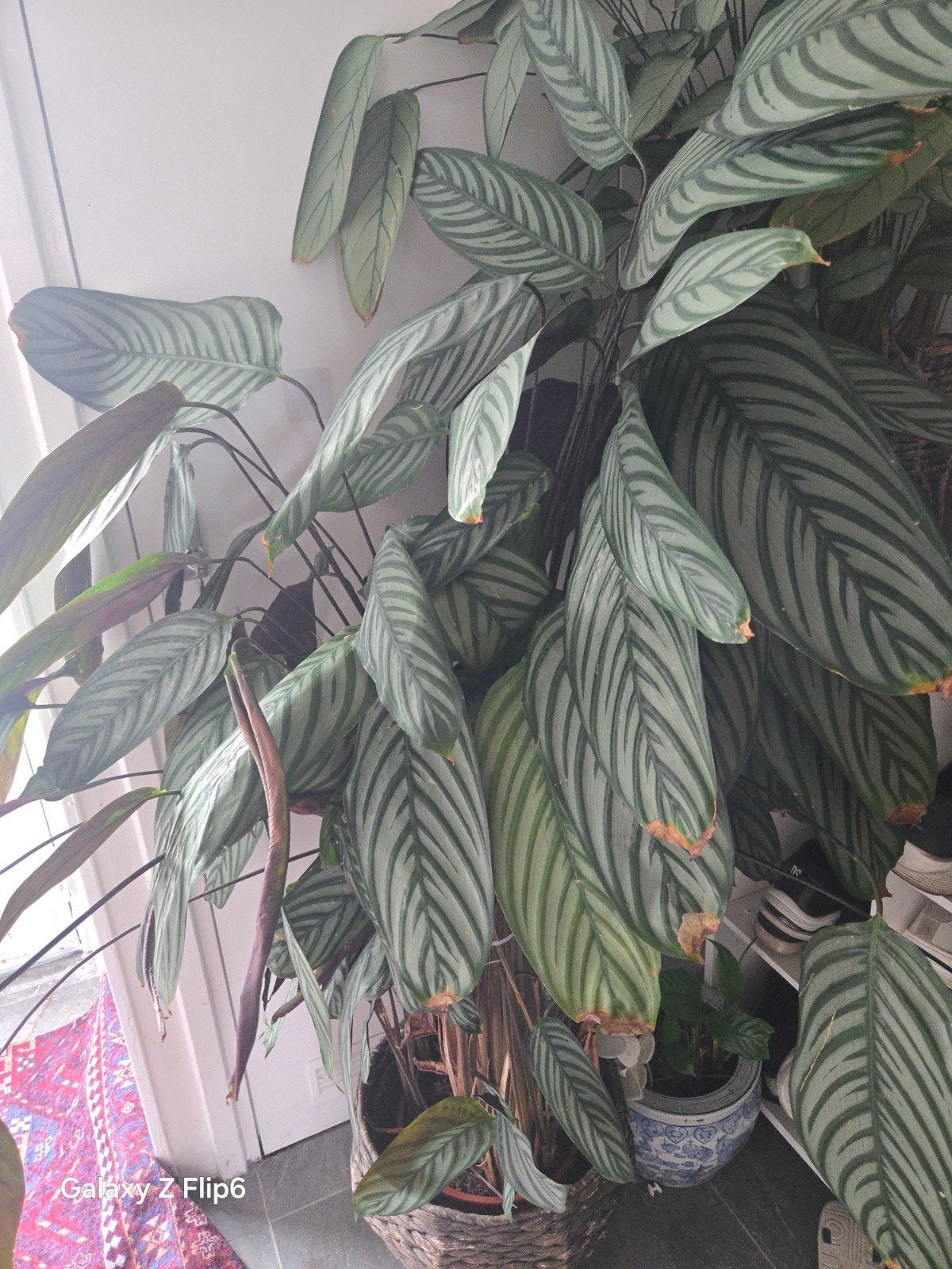 kamerplanten, Bloeit niet, Halfschaduw, 100 tot 250 cm, Palmboom
