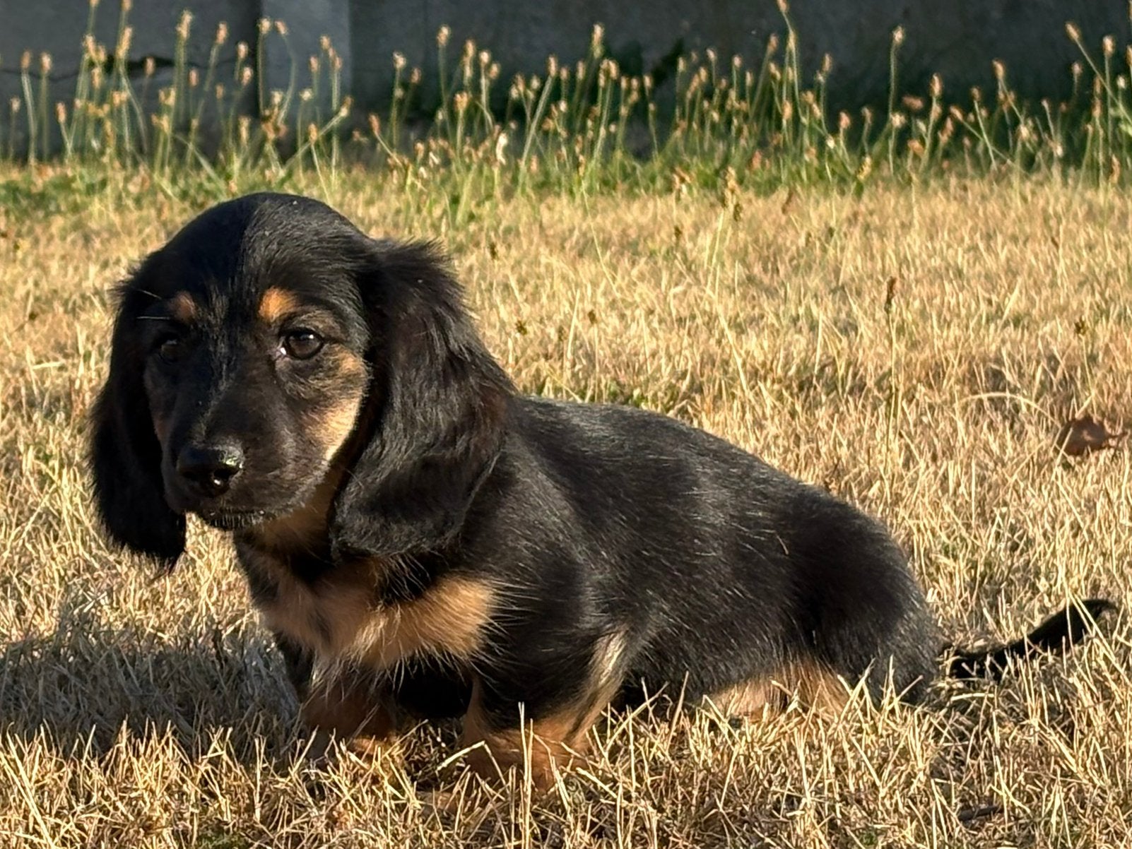 Zeer mooie klein dwergteckeltje beschikbaar black/creme, Dieren en Toebehoren, België, Fokker | Hobbymatig, Reu, 8 tot 15 weken