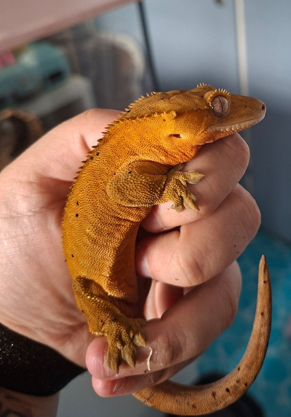 wimper gekko man 2024 Crested Gecko photo 2