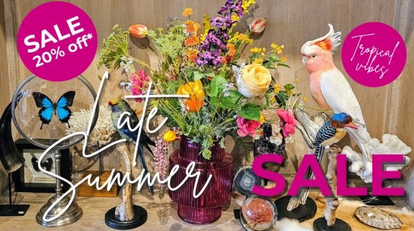 SALE 20% KORTING OP BIJNA ALLES!, Ophalen of Verzenden, Nieuw, Overige soorten, Opgezet dier