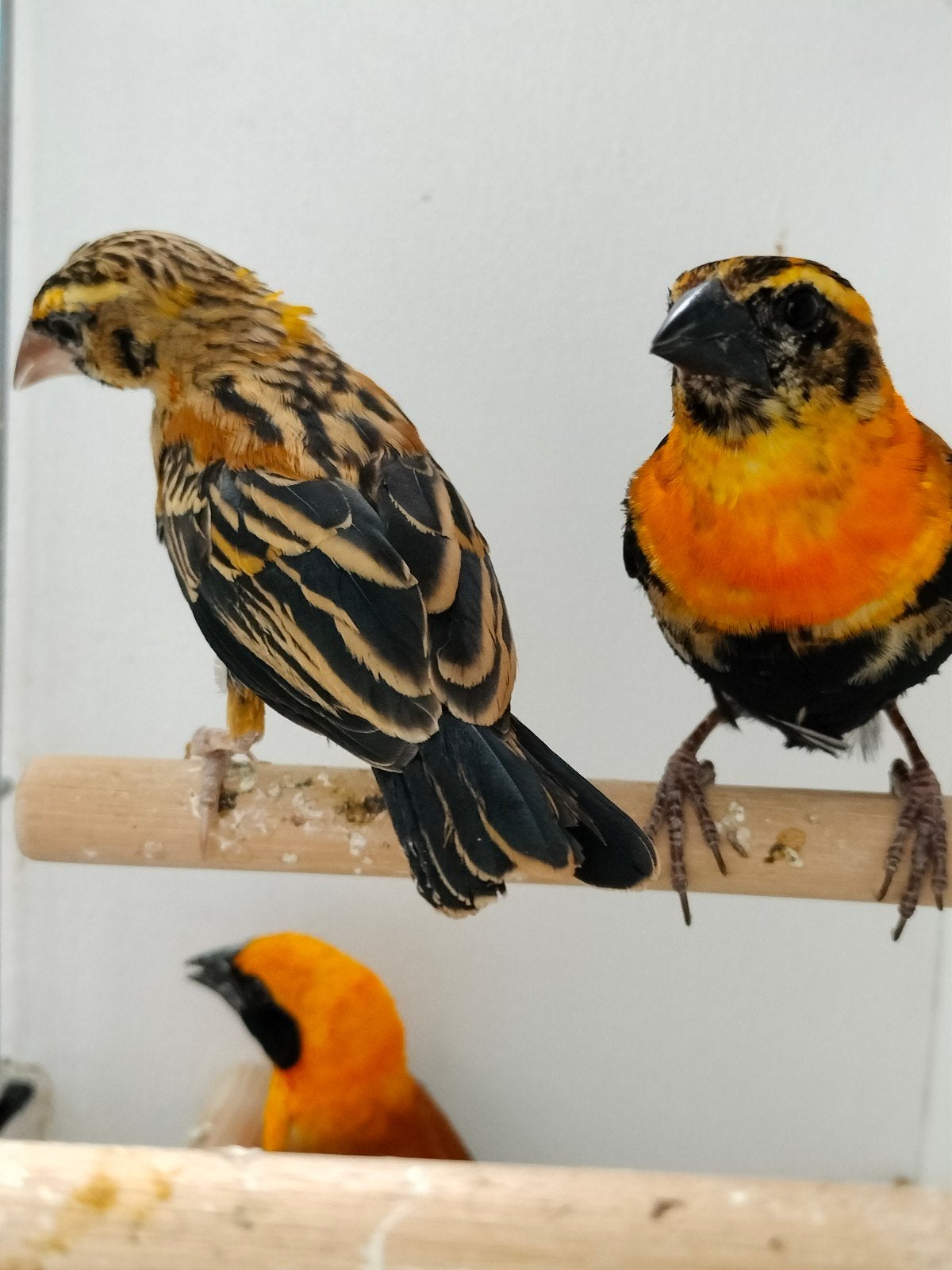 oranjekop/ vlammen wevers, Dieren en Toebehoren, Meerdere dieren, Tropenvogel, Geringd