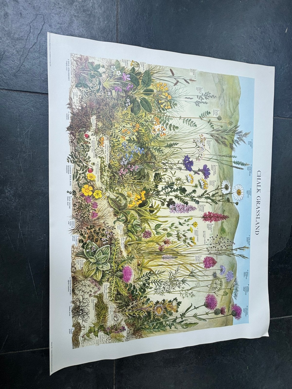 Natuur historische poster, chalk grassland, vintage, Ophalen of Verzenden
