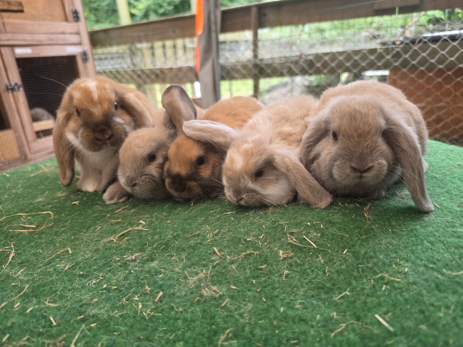 Lieve nederlands hangoordwergjes nhd, Dieren en Toebehoren, Meerdere dieren, Dwerg