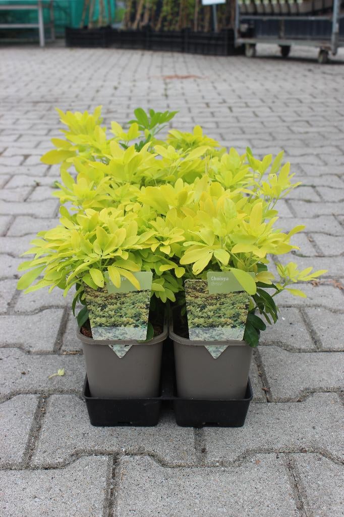 Choisya Brica, Ophalen, Lente, Overige soorten, Halfschaduw