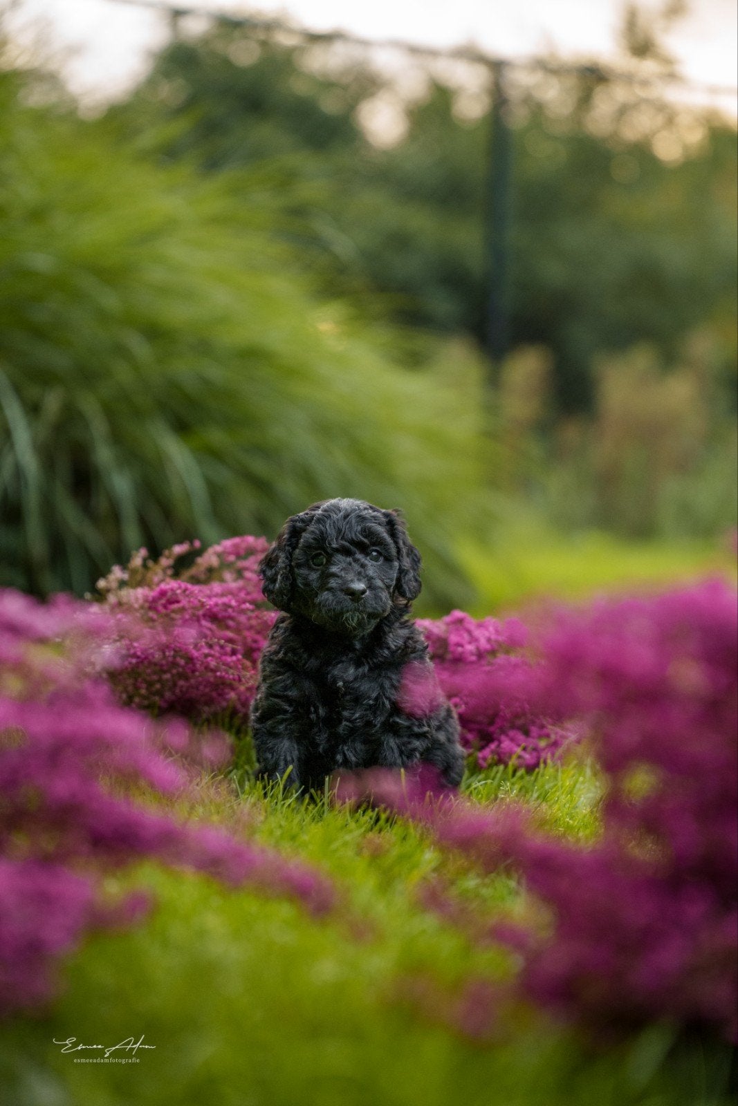 Medium Bernedoodle pups – nog enkele beschikbaar, Dieren en Toebehoren, Overige rassen, CDV (hondenziekte), 8 tot 15 weken, Meerdere