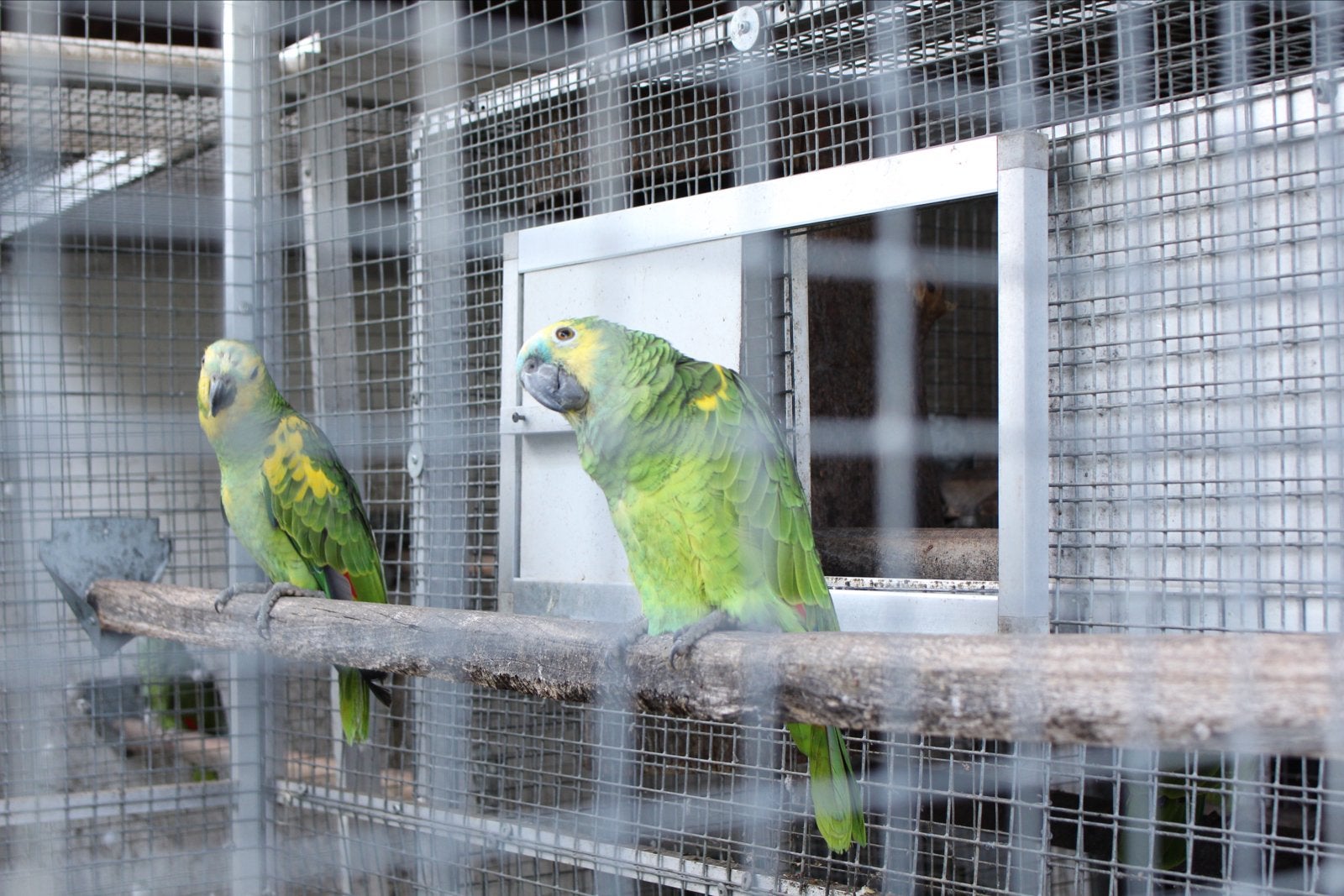 Amazona Aestiva Xanthopteryx 2024/2026 HANDTAM te koop, Dieren en Toebehoren, Meerdere dieren, Papegaai, Geringd