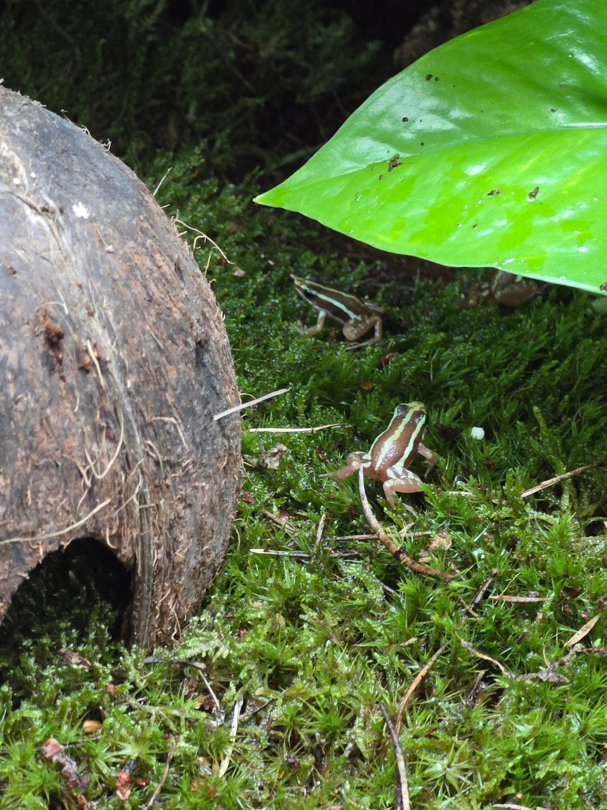 Prachtige driekleurige pijlgifkikkers (Epipedobates anthonyi Frog - unknown for sale from LOST TREASURES