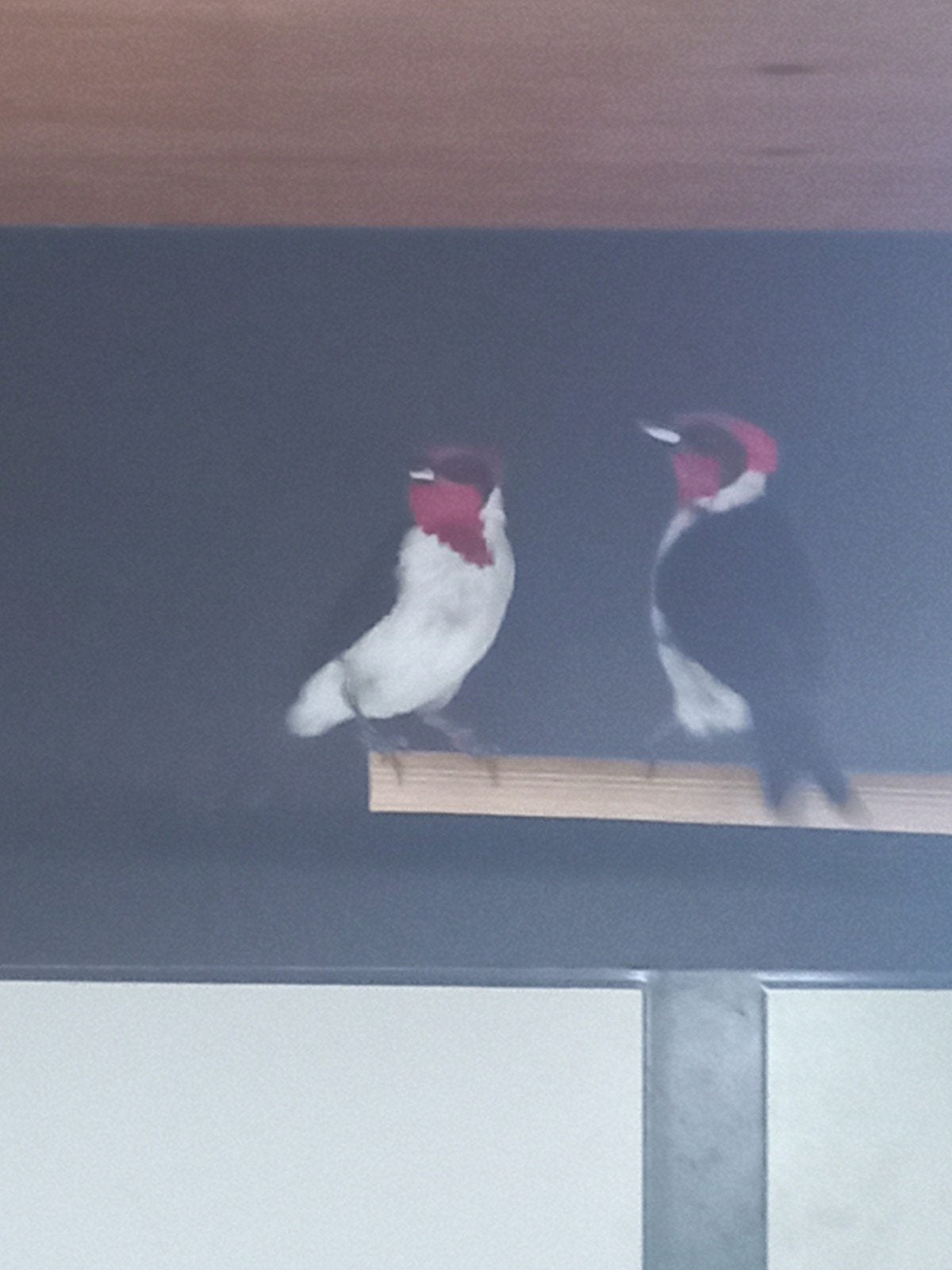 maskerkardinalen, Meerdere dieren, Geringd