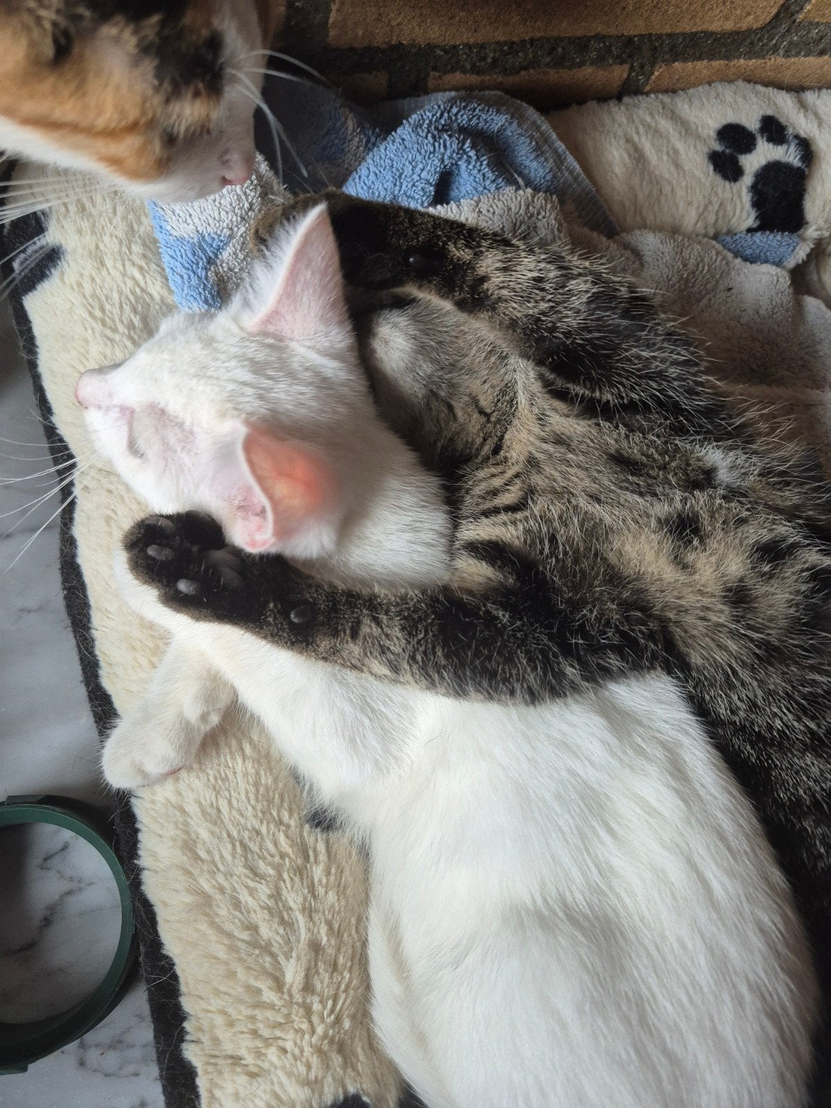 Leuke kittens vrouwtjes, Dieren en Toebehoren, Meerdere dieren