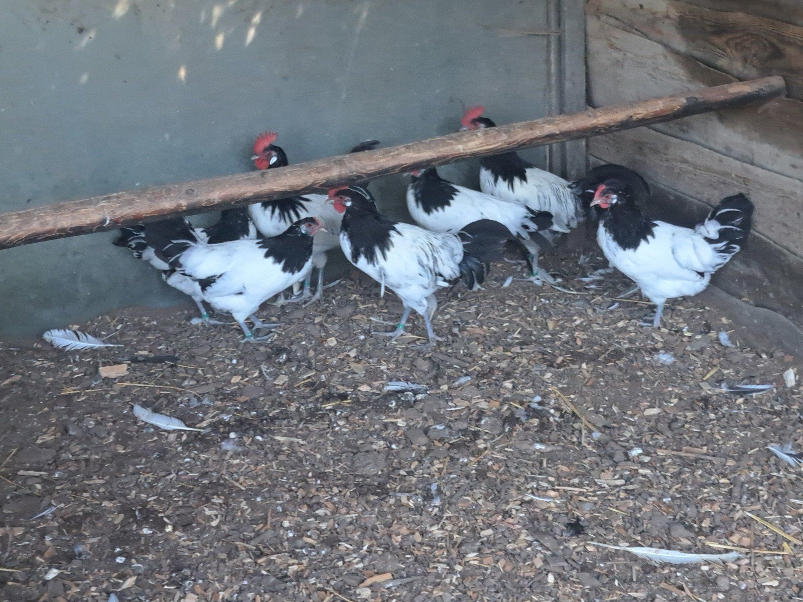 Australorp-Serama's-Holl.kriel kippen-Brakels-Leg hennen,ect, Dieren en Toebehoren, Meerdere dieren, Kip