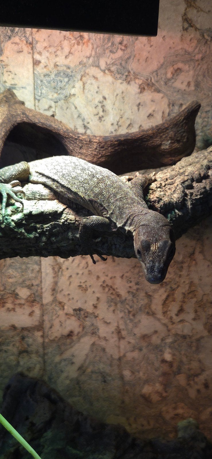 Zwartkop Varaanen 2x Monitor Lizard photo 2
