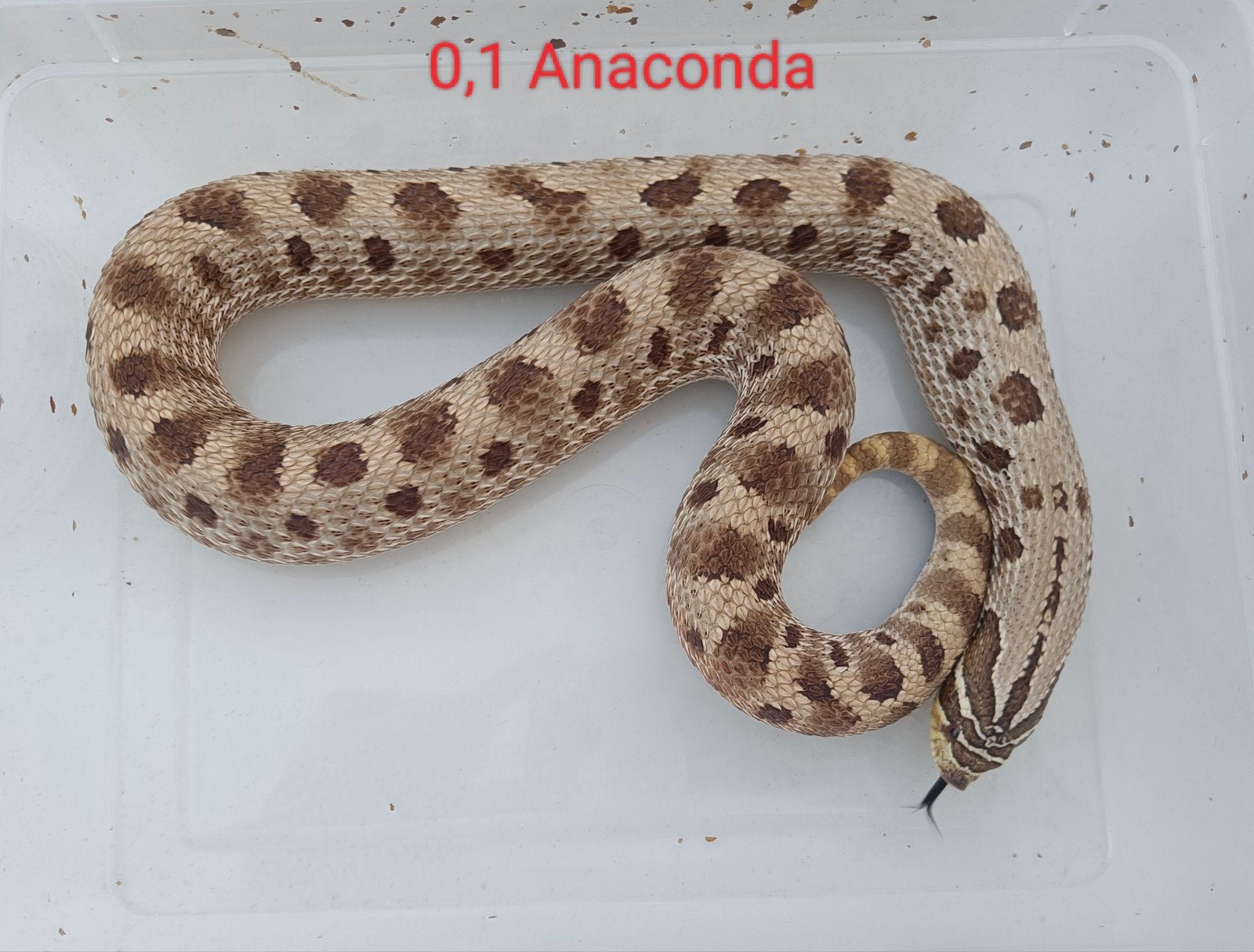 Haakneusslangen - Heterodon nasicus Hognose Snake photo 2