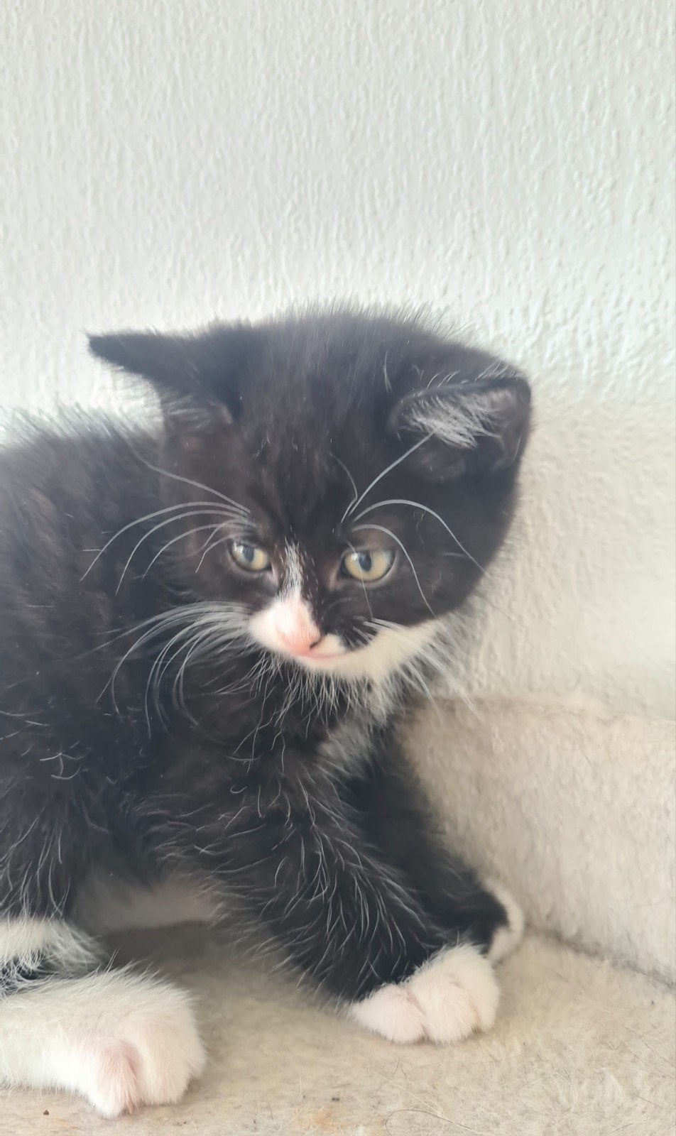 Katten van Ragdol moeder en Britse Korthaar vader, Poes