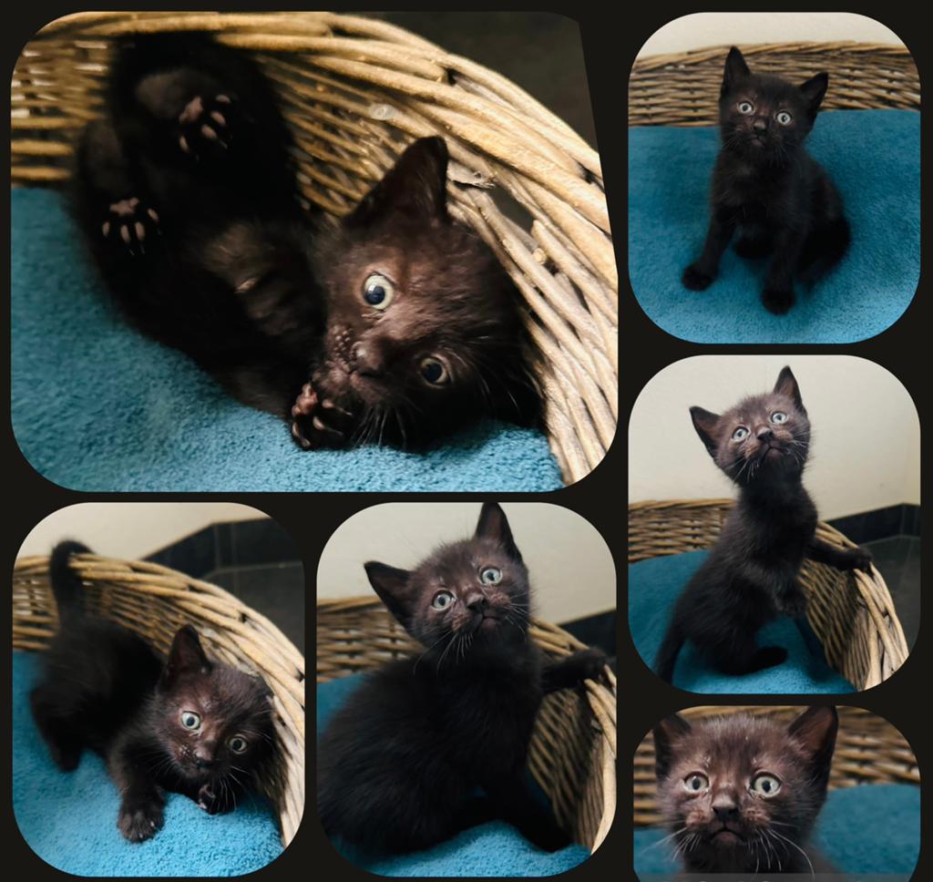 Schattige lieve kittens zoeken een huisje!, Meerdere dieren, Ontwormd, 0 tot 2 jaar