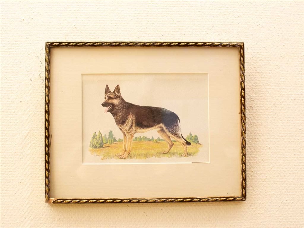 prent van een herdershond 37039, Ophalen of Verzenden, Voor 1920, Ongelopen, Vogel