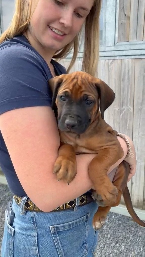Rhodesian Ridgeback pups, Dieren en Toebehoren, Parvo, België, Particulier, Overige rassen