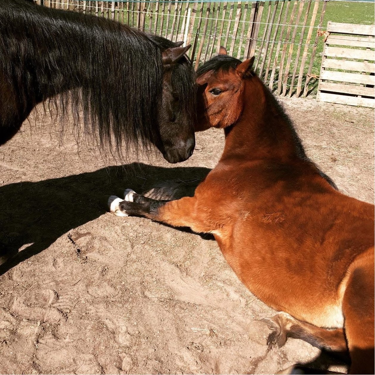 Verzorgpony in combinatie met klusjes, Dieren en Toebehoren, Paarden en Pony's | Verzorgingsproducten, Ophalen, Nieuw