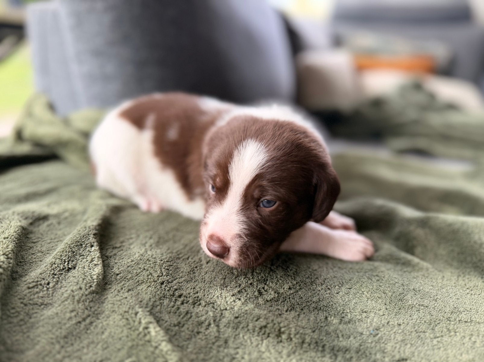 Prachtige Friese Stabij x Kelpie kruising puppy’s, 8 tot 15 weken, CDV (hondenziekte), Meerdere, Meerdere dieren