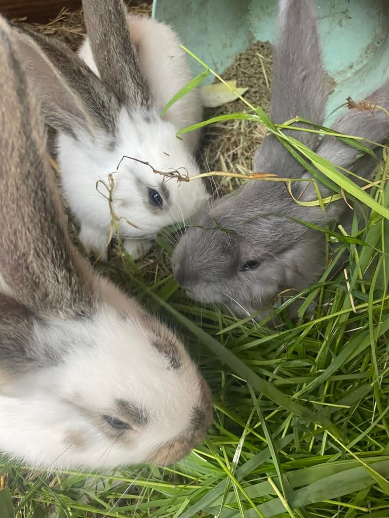 Jonge vlaamse reus konijnen aangeboden, Dieren en Toebehoren, Konijnen, Meerdere dieren, Groot, 0 tot 2 jaar