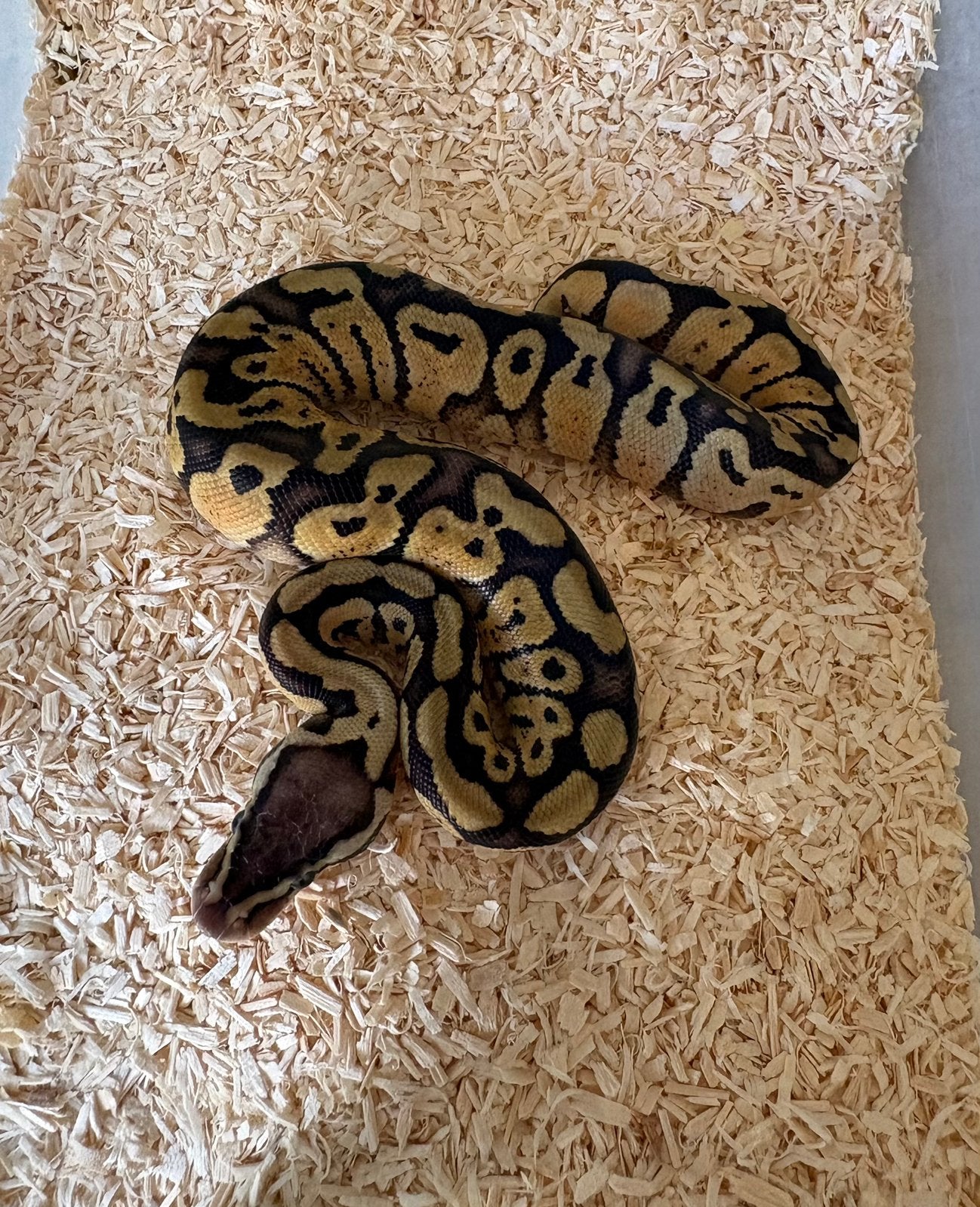 Pastel dh DG Clown vrouw Koningspython ballpython, Slang, 0 tot 2 jaar