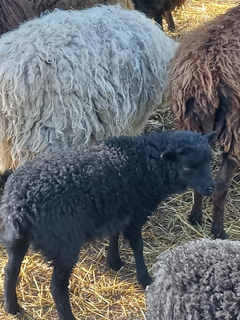 Ouessant schaap ooilam zwart, mini schaap, Vrouwelijk, Schaap