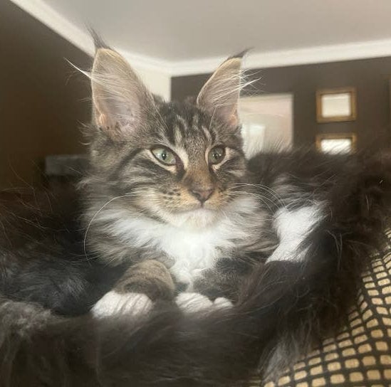 Maine Coon kitten poesje mag verhuizen, Dieren en Toebehoren, Katten en Kittens | Raskatten | Langhaar, Poes, Gechipt