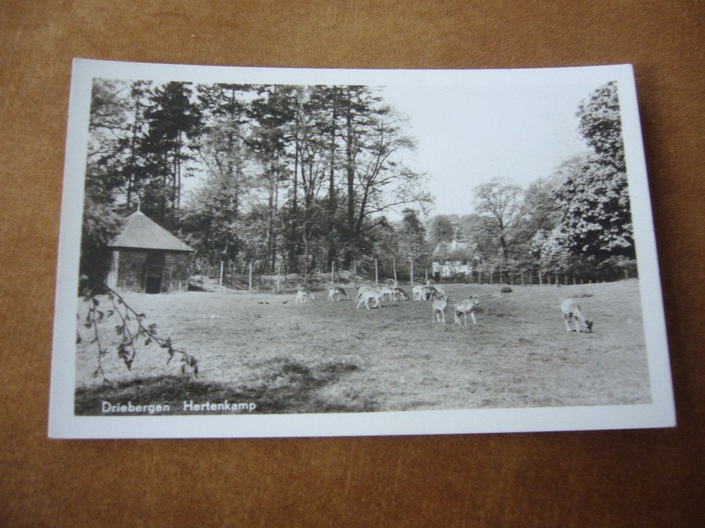 DRIEBERGEN  =  HERTENKAMP, Ophalen of Verzenden, 1940 tot 1960, Ongelopen, Utrecht