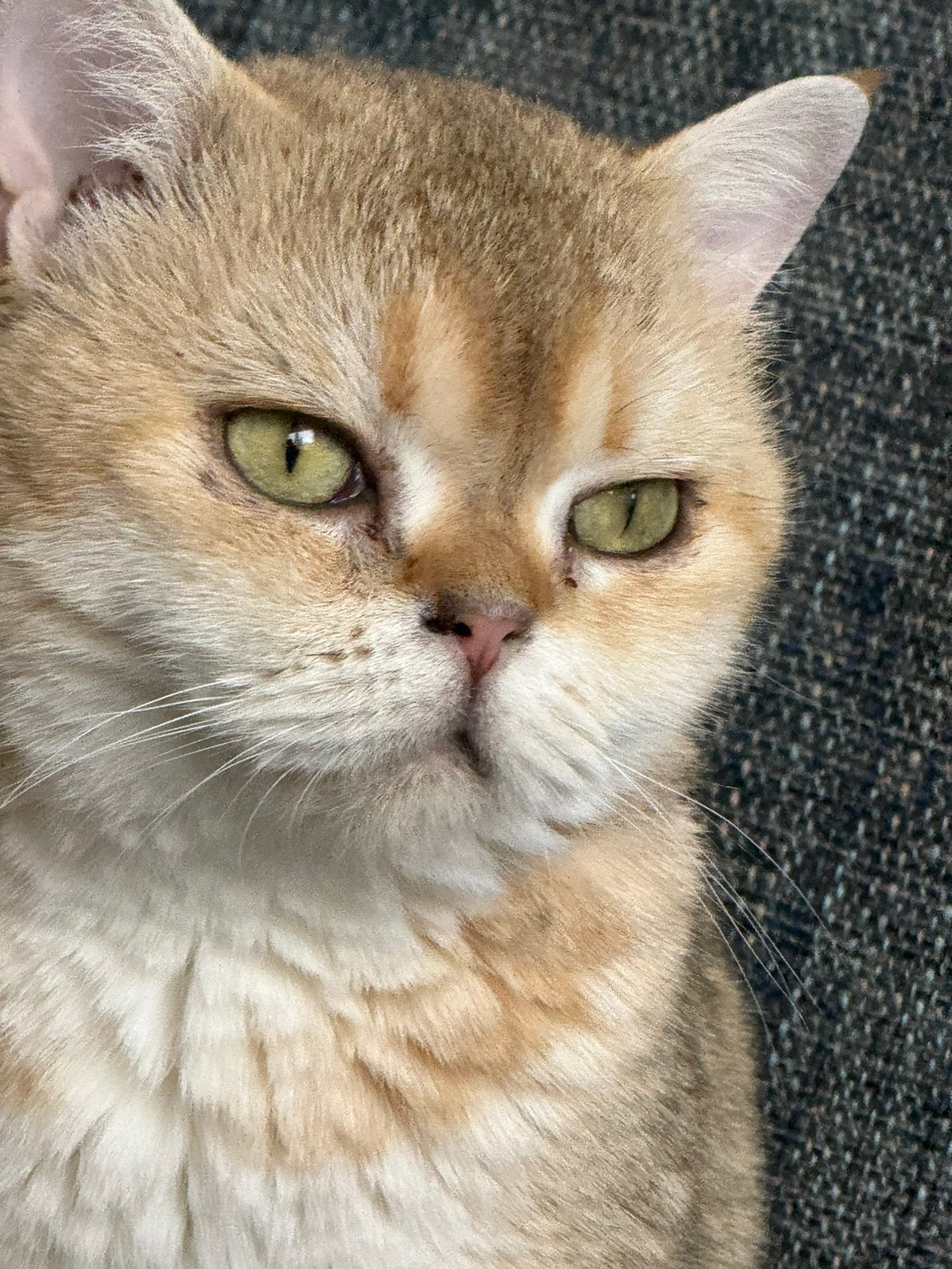 Britse korthaar golden shaded NY11, Dieren en Toebehoren, Katten en Kittens | Raskatten | Korthaar, Poes