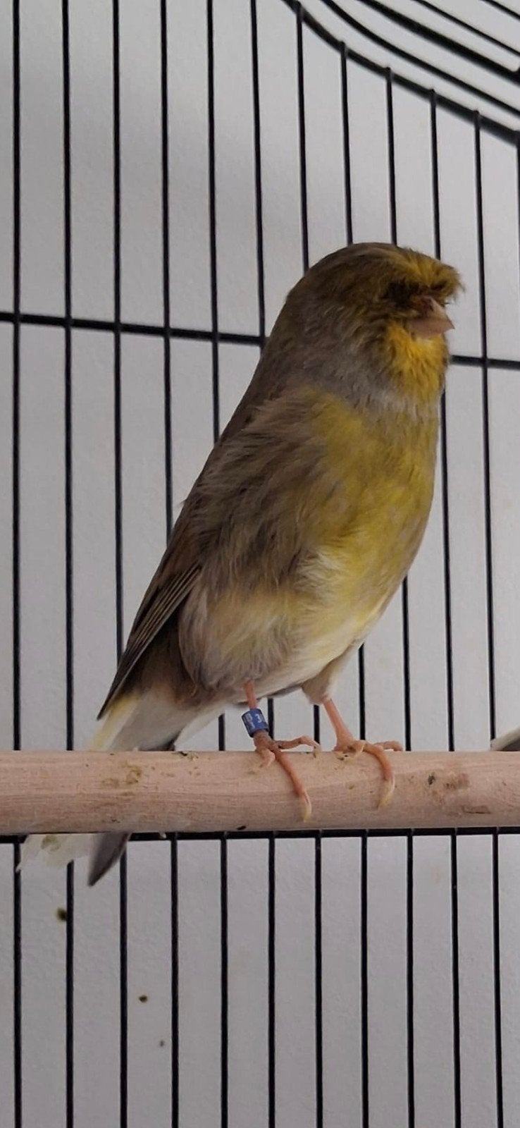 Gloster kanarie., Dieren en Toebehoren, Vogels | Kanaries, Mannelijk
