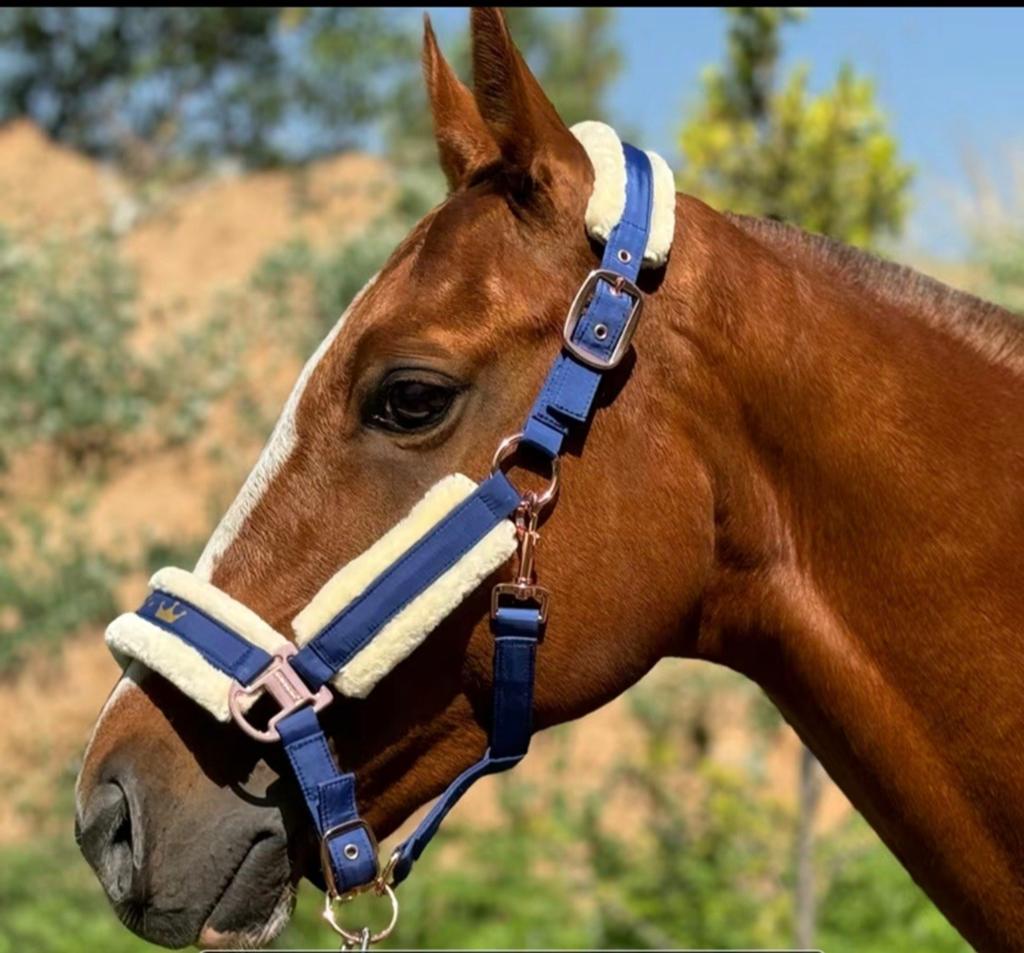 Halster full nieuw koningsblauw met bont, Dieren en Toebehoren, Paarden en Pony's | Hoofdstellen en Tuigage, Ophalen of Verzenden
