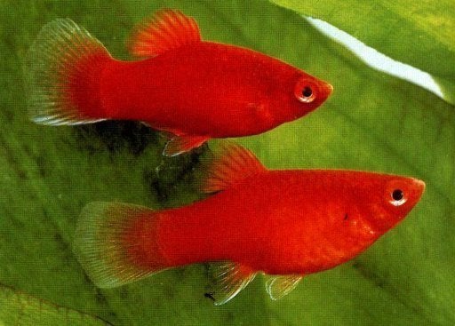 koraal platy, Dieren en Toebehoren, Vis, Zoetwatervis, Schoolvis