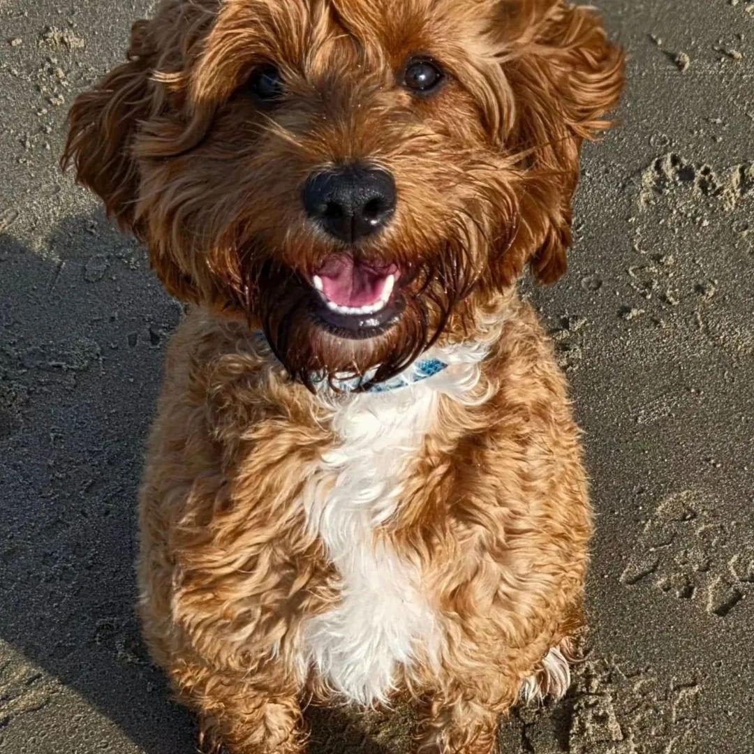 Mini Doodle dekreutje gezocht, Reu, Meerdere, CDV (hondenziekte), 3 tot 5 jaar