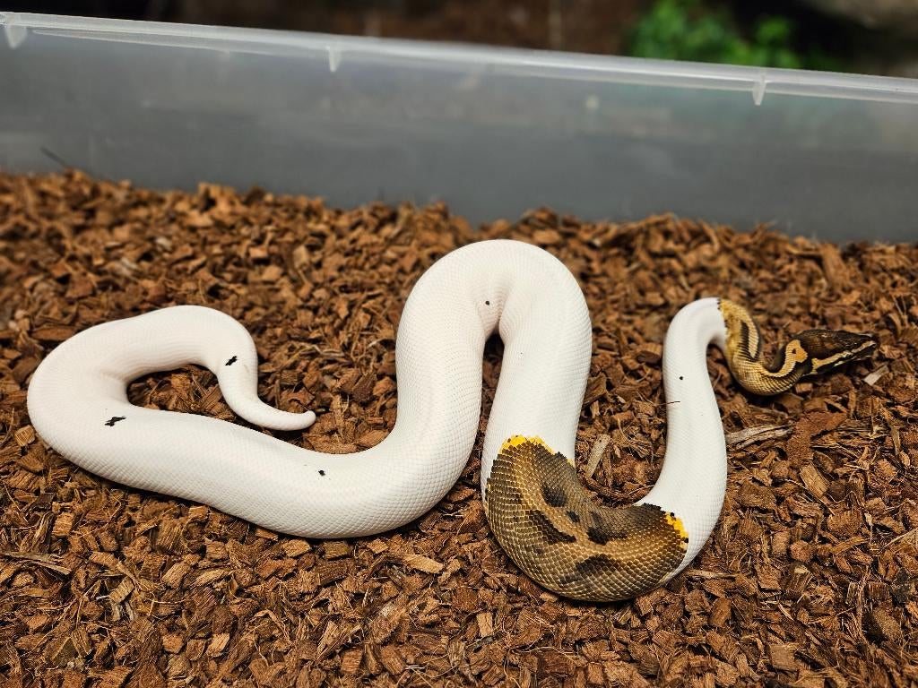 Pastel Pied het Desert Ghost + TH Pied Desert Ghost Albino, Slang, 3 tot 6 jaar