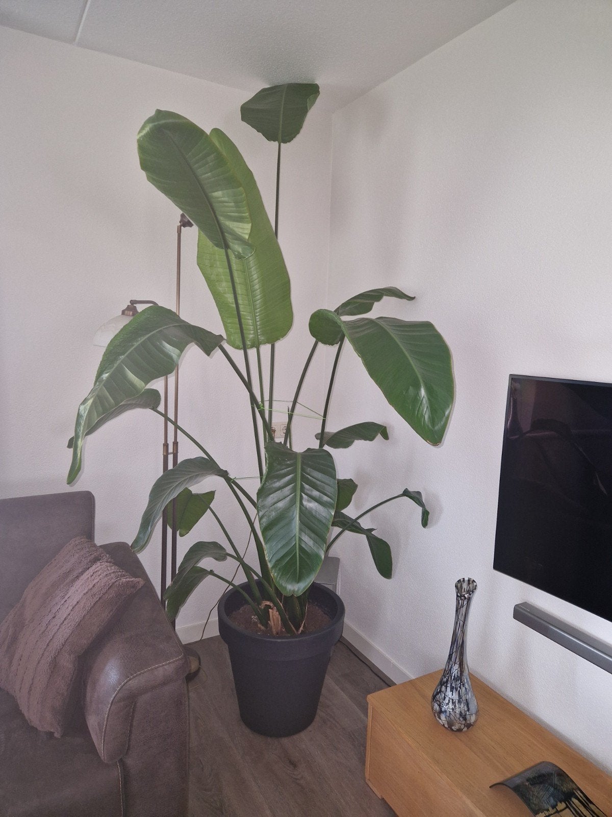 Grote Strelitzia Nicolai - Paradijsvogelplant, Huis en Inrichting, Kamerplanten, 200 cm of meer, Overige soorten, Ophalen of Verzenden