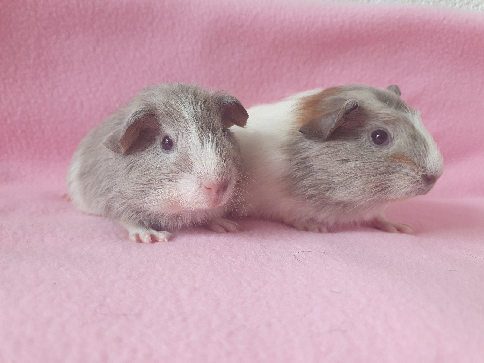 2 prachtige cavia zeugjes/zusjes, Cavia, Augustus, Vrouwelijk, Tam