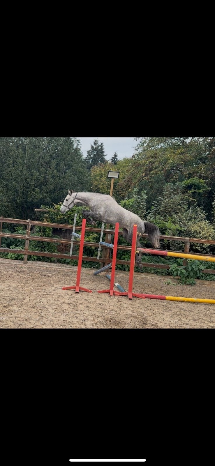 5 jarige spring merrie, Dieren en Toebehoren, Merrie, Springpaard, 3 tot 6 jaar, Onbeleerd