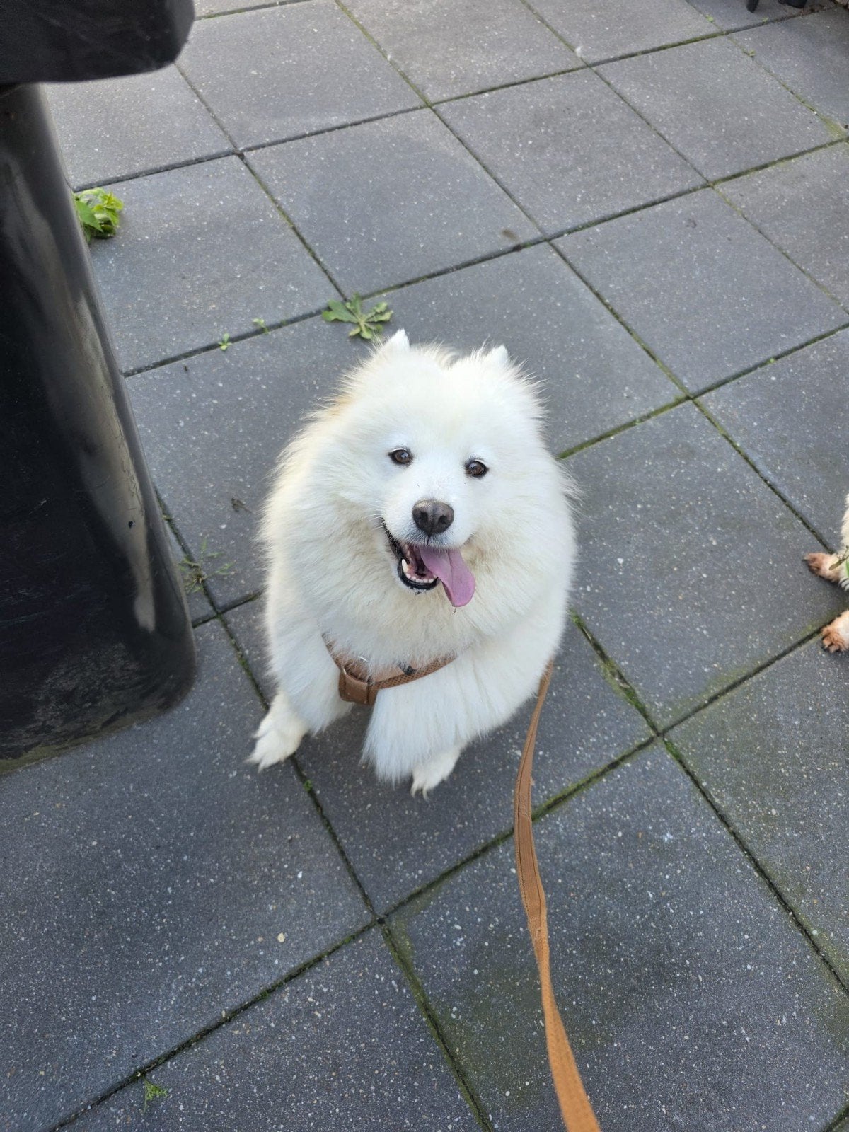 lieve samojeed teef, Teef, Poolhond, Eén hond, 3 tot 5 jaar
