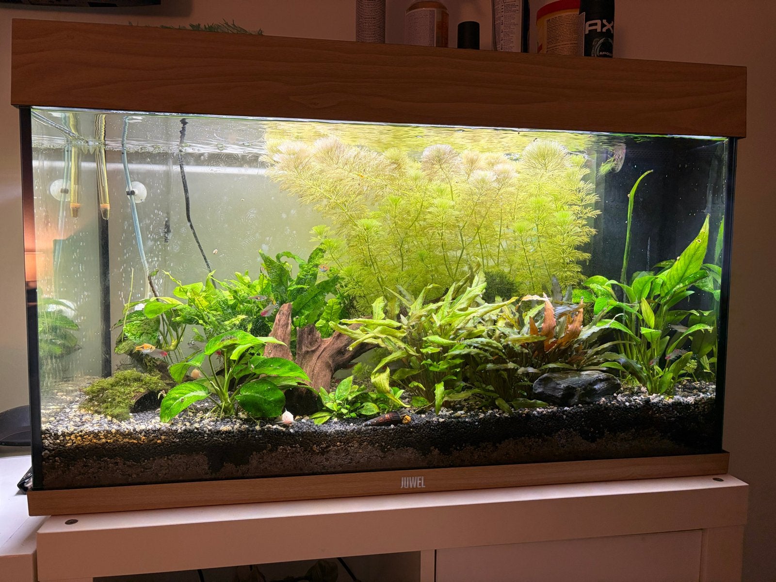 Aquarium juwel rio 125, Ophalen