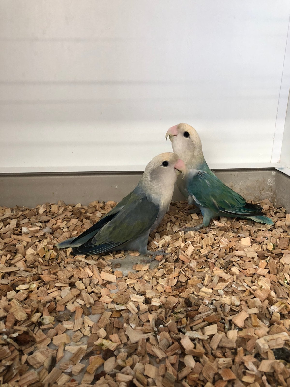 Koppel Agapornis, Meerdere dieren, Dwergpapegaai of Agapornis