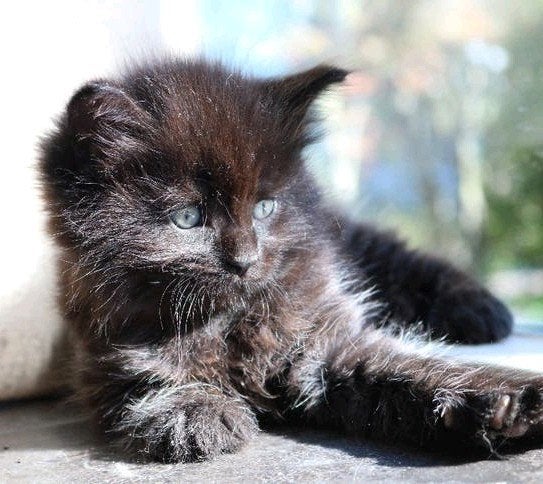 Prachtige Maine coon Kitten x Noorse boskat langharig, Kater, Ontwormd, 0 tot 2 jaar