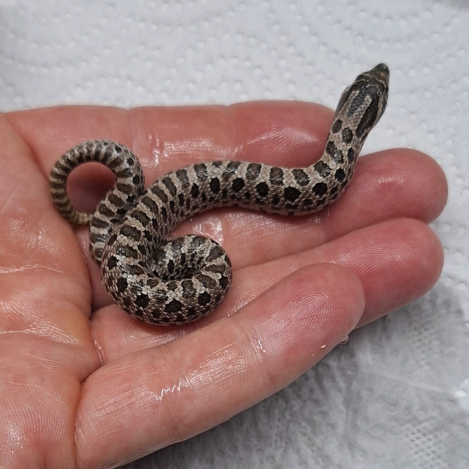 Haakneusslang baby, heterodon nasiscus, hognose. Wildkleur. Hognose Snake photo 6