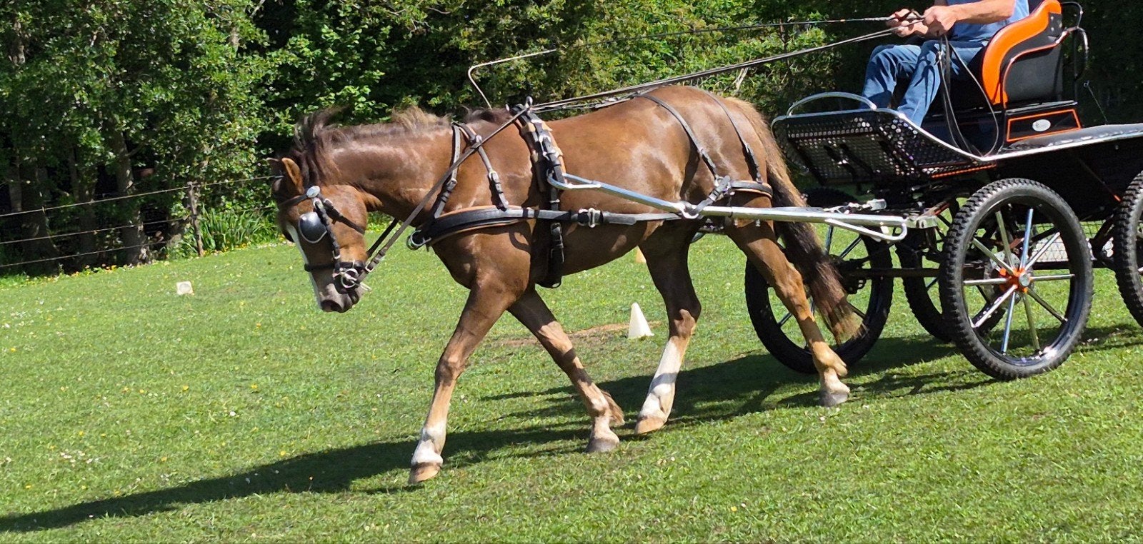 New Forest ruin 4jr en merrie 11jr, Dieren en Toebehoren, Pony's, Ruin, C pony (1.27m tot 1.37m), Ontwormd, 3 tot 6 jaar