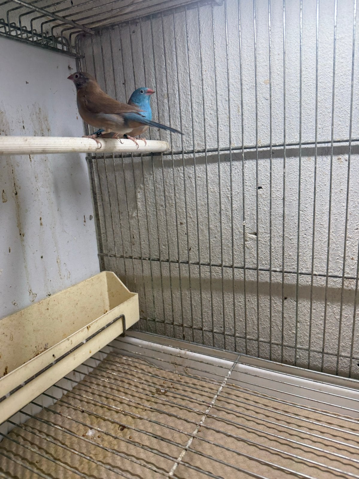 Blauwkop Blauwfazantjes