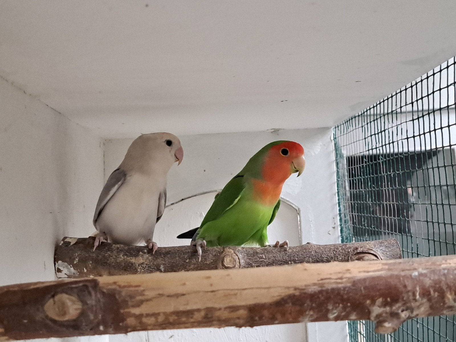 agapornis vogelkooi agapornissen kooi vogel  volière, 33 - 40 uur, Overige niveaus, Overige vormen