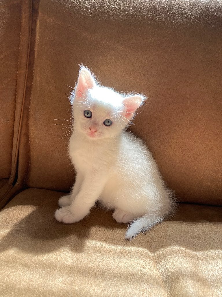 4 lieve kittens – Angora/Van mix & Cyperse/Angora mix, Dieren en Toebehoren, Meerdere dieren, Ontwormd, 0 tot 2 jaar