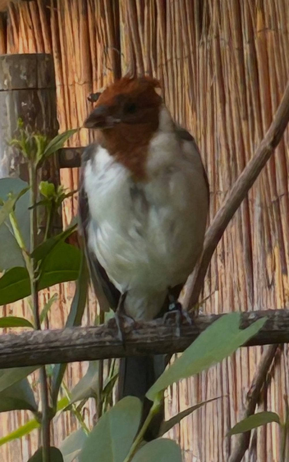 Roodkuifkardinaal pop, eigen kweek, correct geringd 2026., Vrouwelijk, Wildzangvogel, Geringd